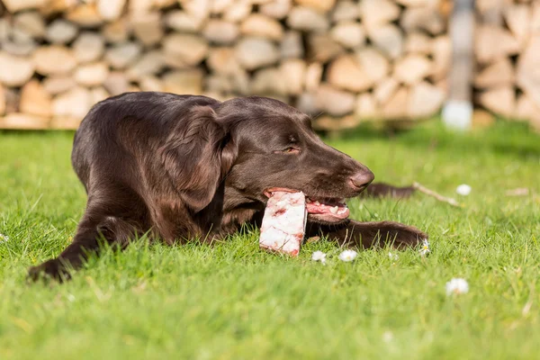 El perro come esternón de ternera — Foto de Stock