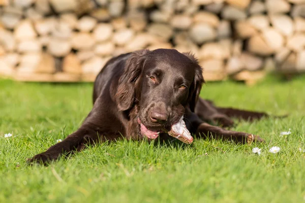 Buzağı göğüs kemiği köpek yiyor — Stok fotoğraf
