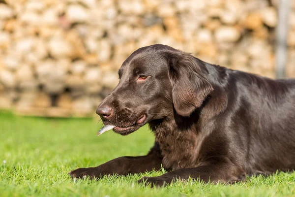 Perro come pescado — Foto de Stock