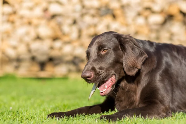 Hund frisst Fisch — Stockfoto