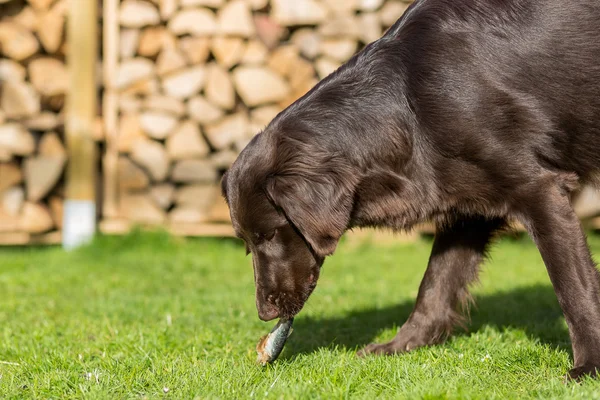 Cão come peixe — Fotografia de Stock