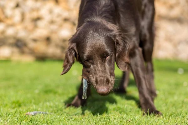 Cão come peixe — Fotografia de Stock