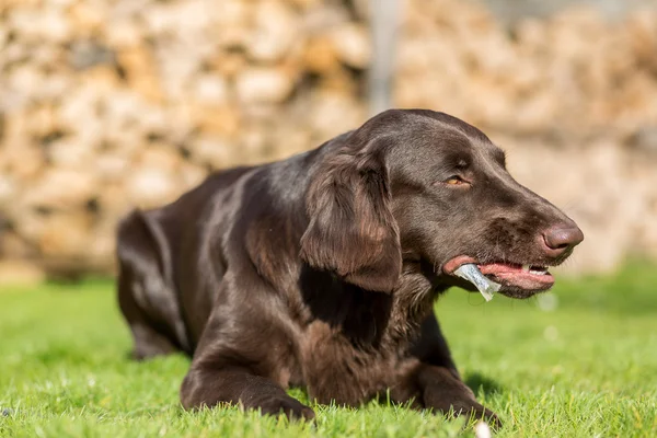 Cão come peixe — Fotografia de Stock