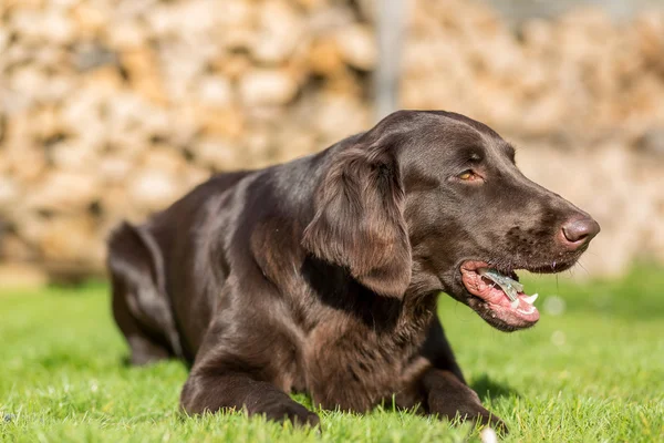 Le chien mange du poisson — Photo