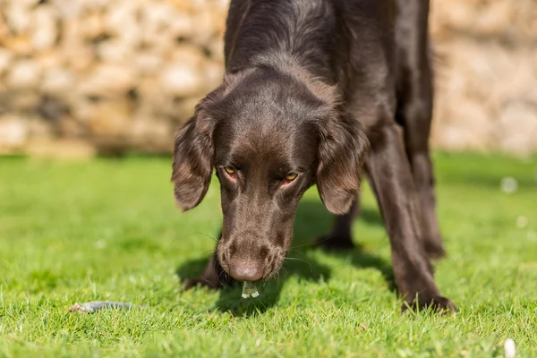 Dog eats fish — Stock Photo, Image