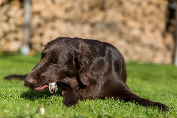 Le chien mange du poisson — Photo