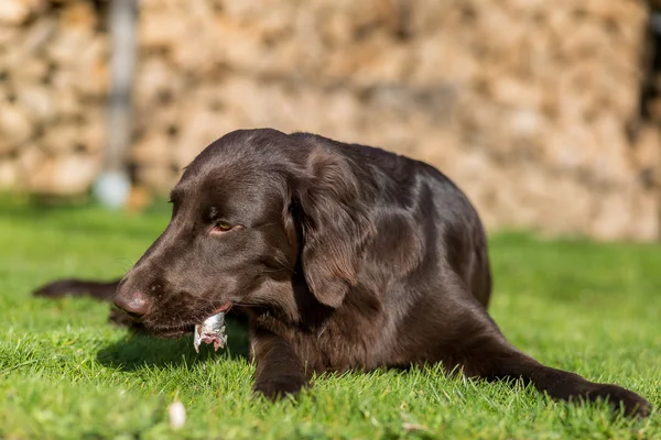 Cão come peixe — Fotografia de Stock