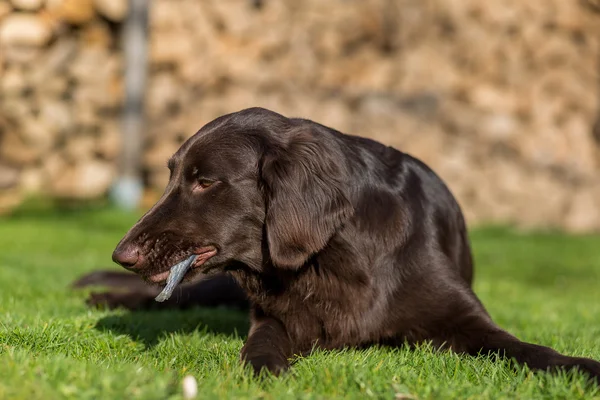 Le chien mange du poisson — Photo