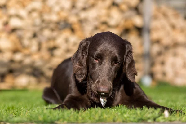 Köpek balık yiyor — Stok fotoğraf