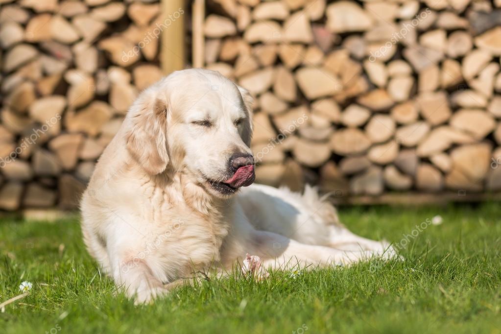 Dog Ate Chicken Carcass