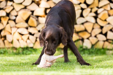 Köpek tavuk yiyor