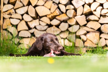 Köpek tavuk yiyor