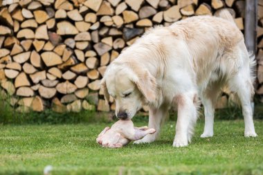 Köpek bir tavuk yiyor