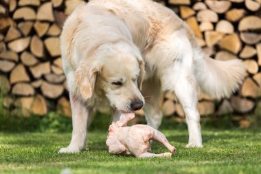 Köpek bir tavuk yiyor