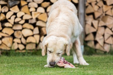 Köpek bir tavuk yiyor