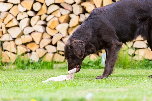 Perro come pollo — Foto de Stock