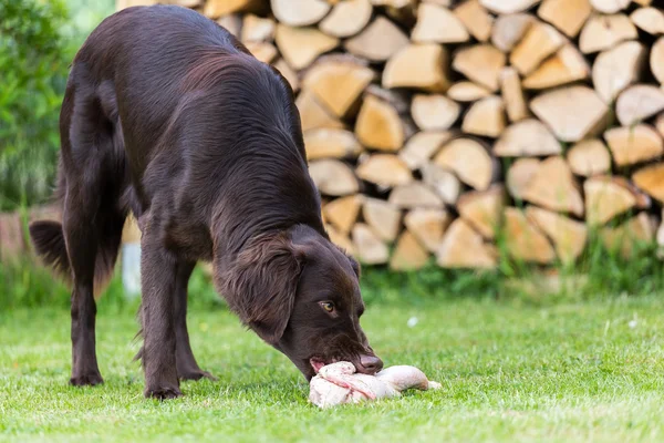 Cão come frango — Fotografia de Stock