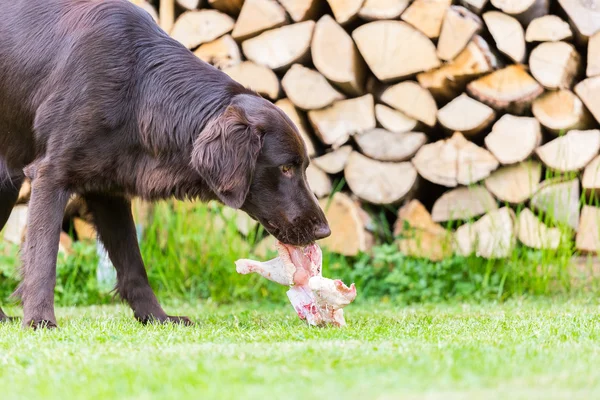 Cão come frango — Fotografia de Stock