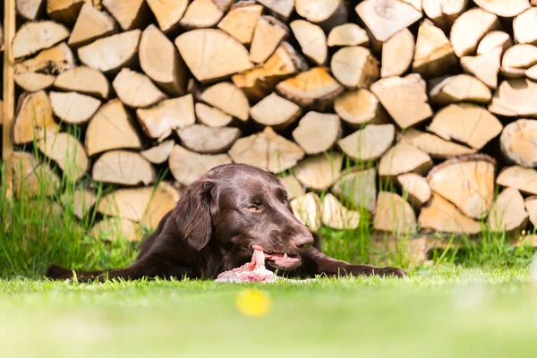 Cão come frango — Fotografia de Stock