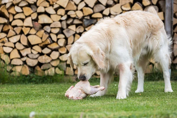 Cão come uma galinha — Fotografia de Stock