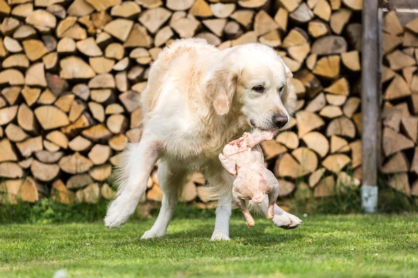 Cão come uma galinha — Fotografia de Stock