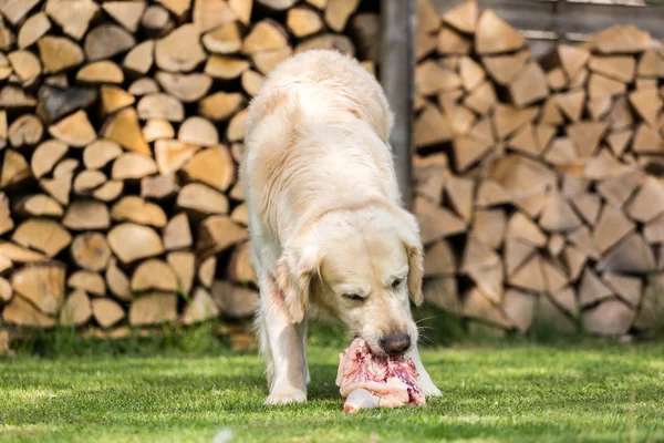 Собака ест курицу — стоковое фото