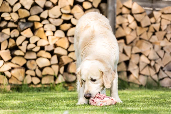 Cão come uma galinha — Fotografia de Stock