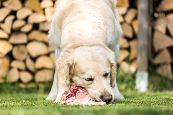 Dog eats a chicken — Stock Photo, Image