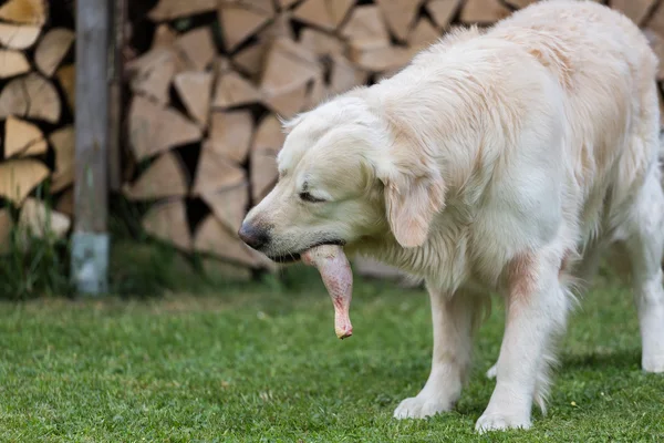 Dog eats a chicken — Stock Photo, Image