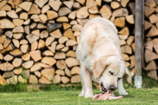 Köpek bir tavuk yiyor