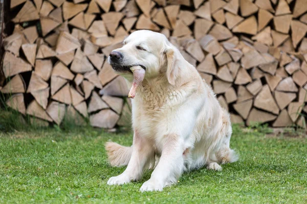 Dog eats a chicken — Stock Photo, Image