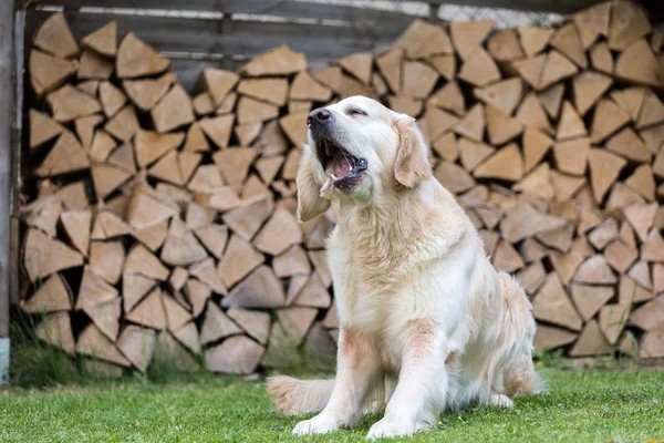 Perro come un pollo — Foto de Stock