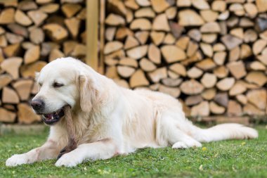 Bir geyik bacak köpek yiyor