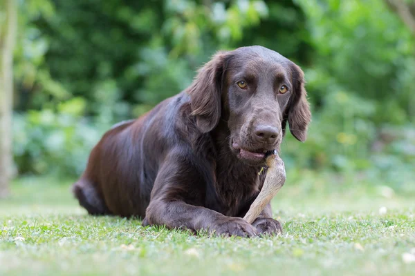 Chien mange une jambe de cerf — Photo