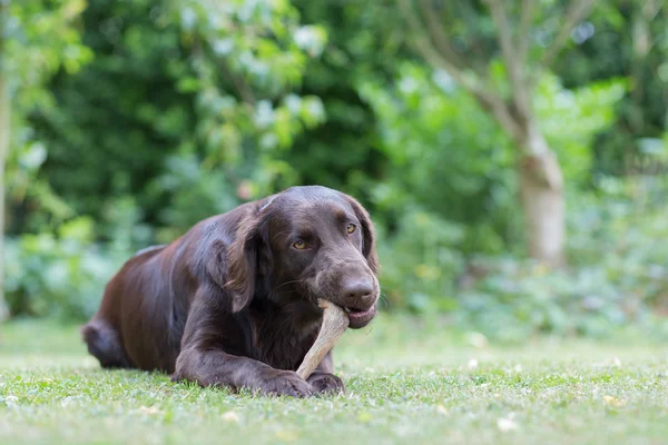 Bir geyik bacak köpek yiyor
