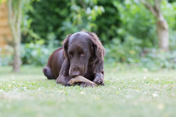 Bir geyik bacak köpek yiyor