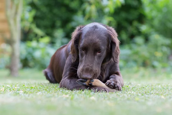 Dog eats a deer leg — Stock Photo, Image