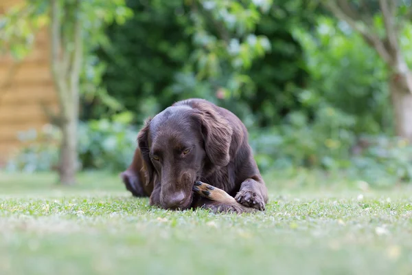 Dog eats a deer leg — Stock Photo, Image