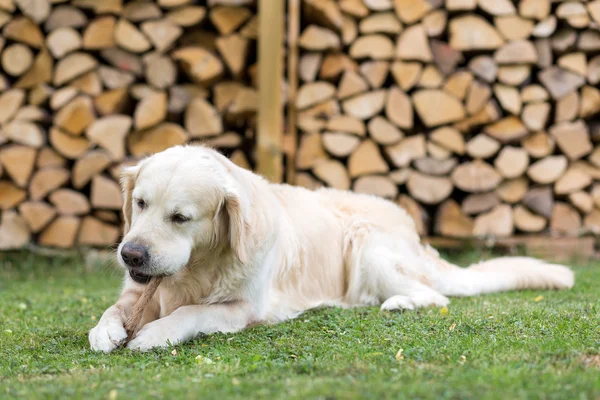 Cão come uma perna de veado — Fotografia de Stock