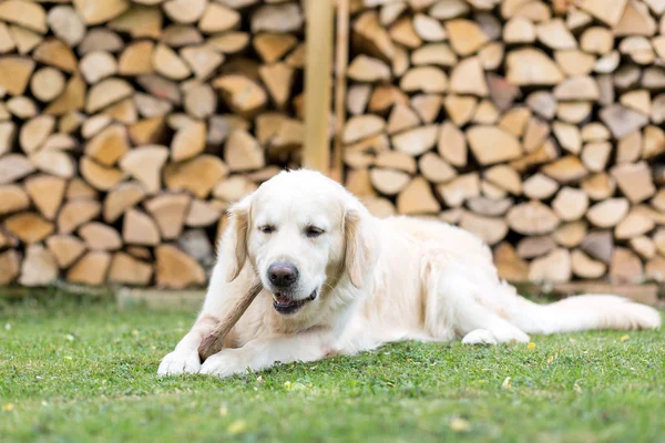 Perro come una pierna de ciervo — Foto de Stock