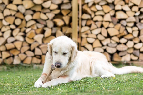 Perro come una pierna de ciervo — Foto de Stock