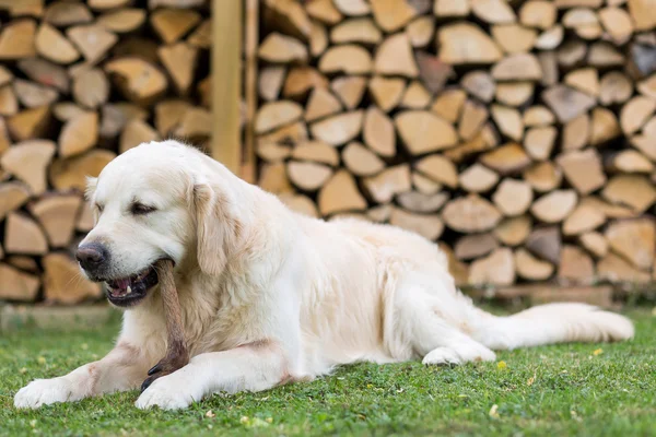 Hund frisst Hirschbein lizenzfreie Stockbilder