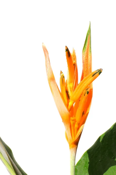 Heliconia Choconiana isolada em Backgorund Branco Fotos De Bancos De Imagens Sem Royalties