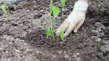 Genç domates fidelerini yakın plan dikmek. Domates yetiştirme çiftliği