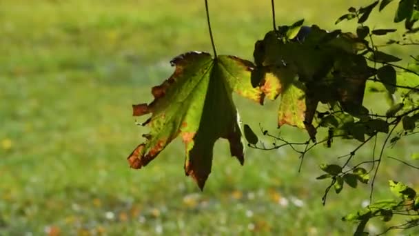 Las hojas otoñales se mueven sobre una rama de árbol. Tiempo de otoño — Vídeo de stock
