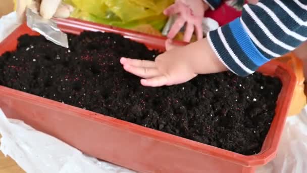Kind pflanzt Samen in einen Topf mit Erde. Samen selbst anpflanzen — Stockvideo