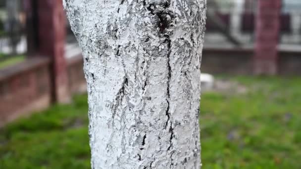 White painted tree trunk from insect — Stock Video