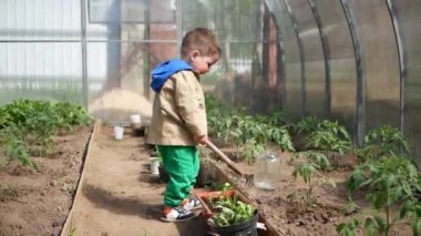 Bir çocuk sebze yetiştirmek için serada oynuyor.