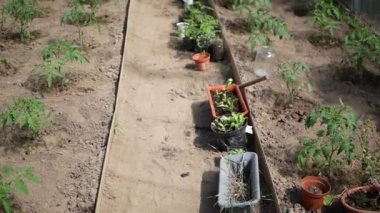 Domates yetiştirme serası. Polikarbonat serası