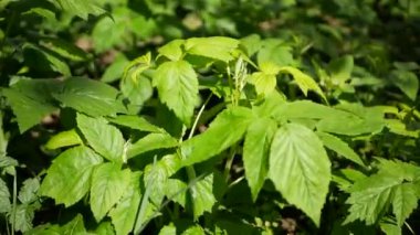 Genç ahududu çalıları güneşte. Çiftlik hayvanları ahududu.